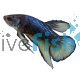 Male Betta Plakat Mustard Gas