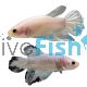Male Betta Shortfin Cellophane