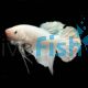 Male Betta Shortfin White 