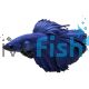 Male Blue Halfmoon Betta