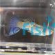 Male Blue Sapphire Guppy
