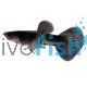 Male Black Cobra Cheek Guppy