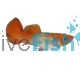 Male Cobra Koi Guppy
