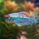 Male Congo Tetra 7cm