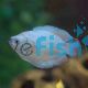 Male Coral Blue Dwarf Gourami 