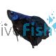 Male Doubletail Plakat Blue Black 