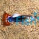 Male Tuxedo Dragon Head Guppy 3.5cm