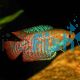 Male Dwarf Gourami