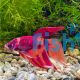 Male Fancy Betta 