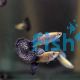 Male Galaxy Guppy