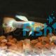 Male Guppy Rainbow