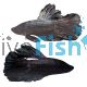 Male Halfmoon Black Cooper Betta Select 5cm