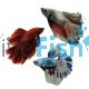 Male Halfmoon Blue Betta