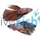 Male Halfmoon Candy Nemo Betta