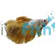 Male HalfMoon Gold Dragon Betta 