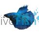 Male Halfmoon Green Dragon Betta Select 