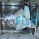 Male Halfmoon White Betta Fighter
