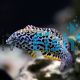 Male Leopard Wrasse - Medium
