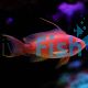 Male Lyretail Anthias