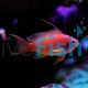 Male Lyretail Anthias Med