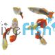 Male Marigold Guppy