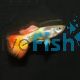 Male Metalic Sunset Guppy