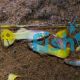 Male Metalic Yellow Guppy 