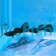 Male Moscow Black Guppy