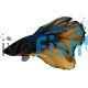 Male Mustard Gas Halfmoon Betta