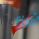 Male Pink Pastel Guppy