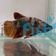 Male Plakat Nemo Copper Koi Betta