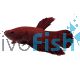 Male Red Plakat Betta - Select 