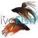 Male S. Betta Crowntail Mustard Gas
