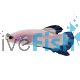 Male S Betta Plakat Blue Rim