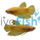 Male Shortfin Yellow Vanda Betta 
