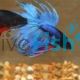 Male Siamese Betta Crown