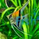 Manacapuru Angelfish - Pterophyllum scalare 