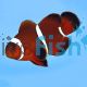 Maroon Clownfish 