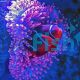 Maroon Clownfish