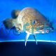 Mary River Cod 30-35cm (Captive Bred)