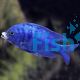 Mdoka White Lip Cichlid