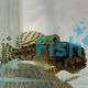Darwin Jawfish