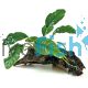 Medium Driftwood - Anubias Coffeefolia