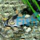 Melanistius Corydoras