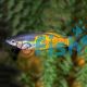 Orange Parkinsoni Rainbow - Melanotaenia Parkinsoni