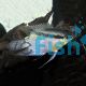 Festivum Cichlid - Colombia 