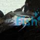 Festivum Cichlid