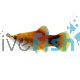 Mickey Mouse Apple Platy