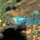 Mickey Mouse Blue Platy