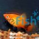 Mickey Mouse Neon Sunset Platy